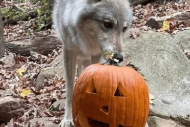 Grey wolf eating a jack-o-lantern