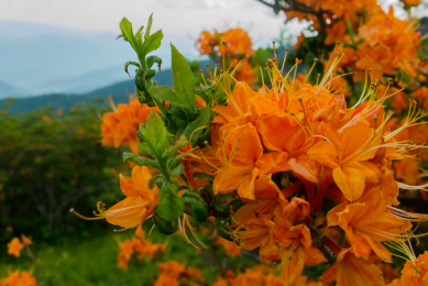 Flame Azalea Festival