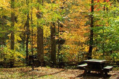 Pisgah Forest Picnic