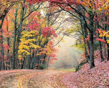 vibrant orange and yellow leaves on trees lining a mountain road