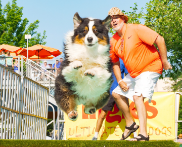 Trained dog leaping into a pool to catch a frisbee at a downtown Asheville festival