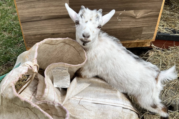 Animal Haven of Asheville Fall Fundraiser Opie a goat born without a right front hoof