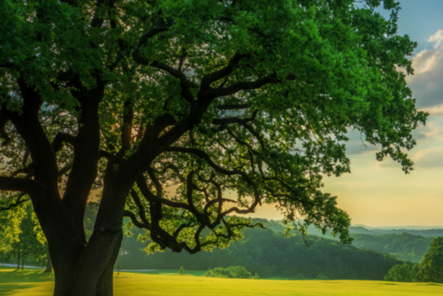 Arbor Day Celebration Arbor Day Celebration