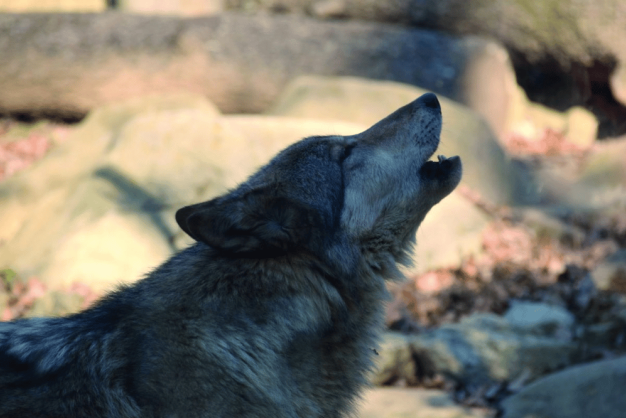 Cold Mountain Wolf Howl Experience at WNC Nature Center A howling wolf