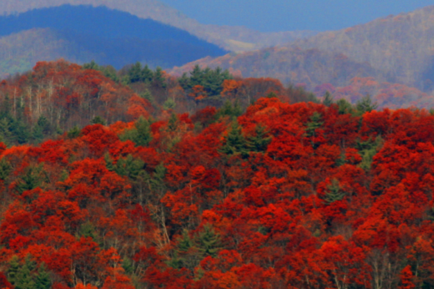 Fall Harvest Festival