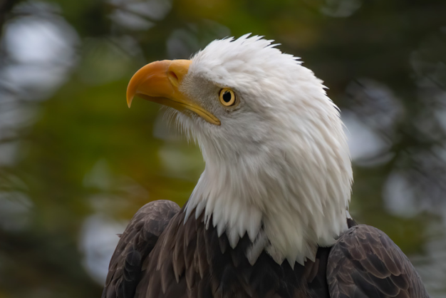 Give to the Animals at Grandfather Mountain Eagle at Grandfather Mountain