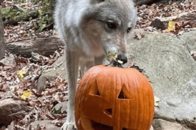 Howl-O-Ween at WNC Nature Center Grey wolf eating a jack-o-lantern