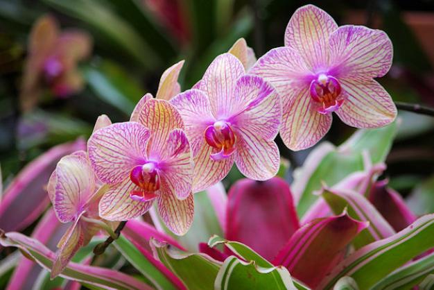 Orchid Show Orchid Show