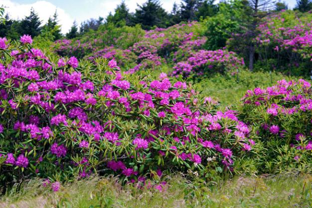 Rhododendron Festival