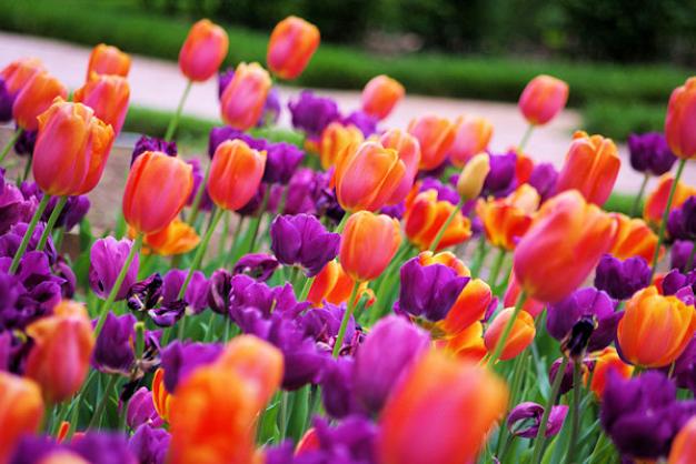 Tulips at Biltmore