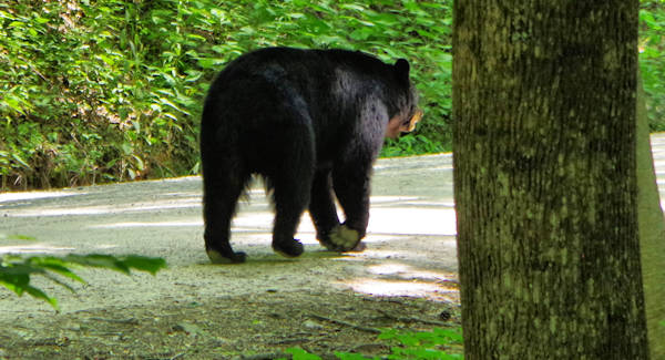 Linville Gorge Bear