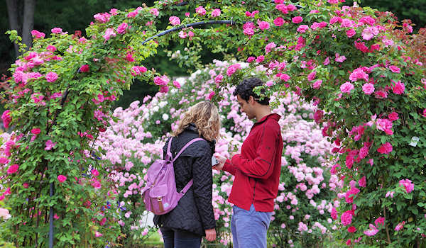 Biltmore Rose Garden