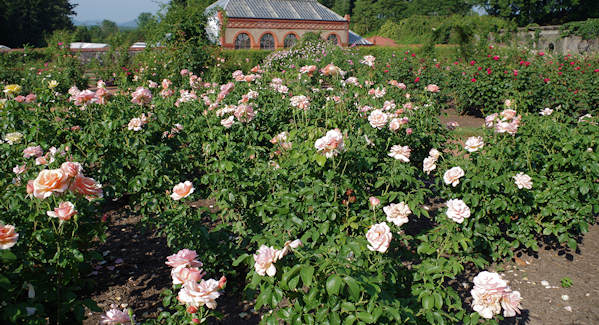 Biltmore Rose Garden