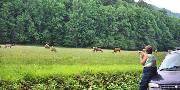 Cataloochee Valley Elk, NC