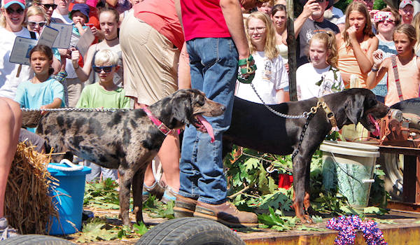 Coon Dog Day Parade