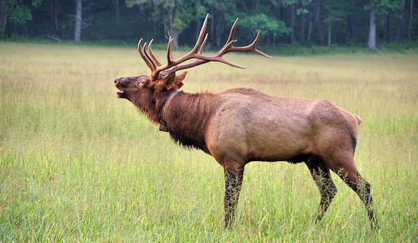 Elk Cataloochee Valley