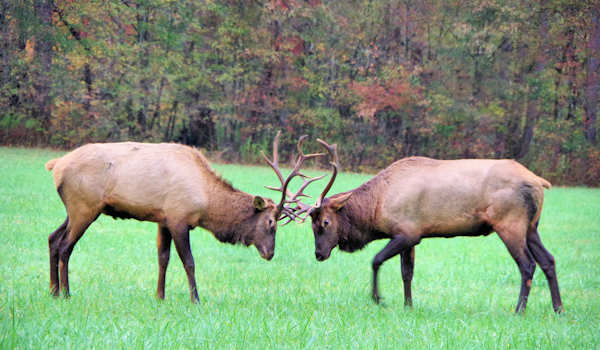 Elk in Cherokee NC Great Smoky Mtns
