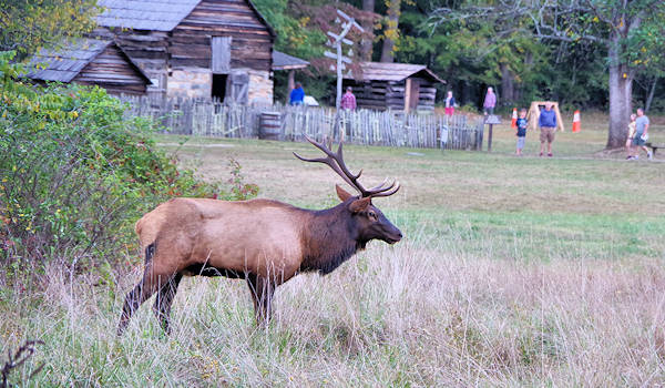 Elk in Great Smoky Mountains National Park