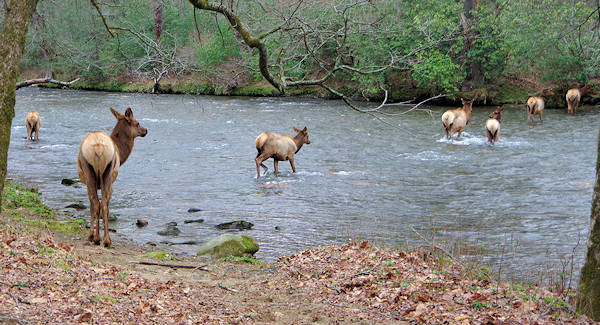 Elk in Oconaluftee River, Cherokee