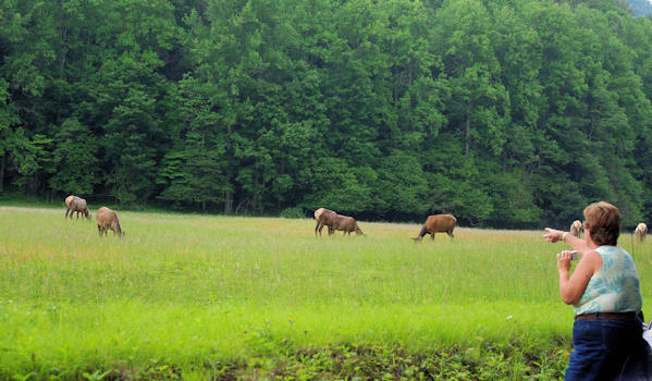 Elk Watching in the Great Smoky Mountains