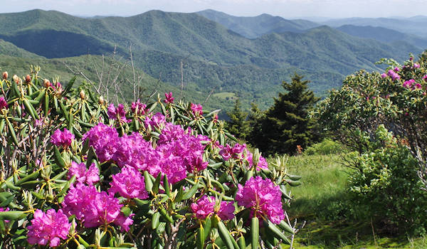 Roan Mountain Rhododendron