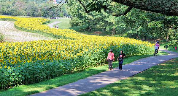 Sunflowers on the Greenway