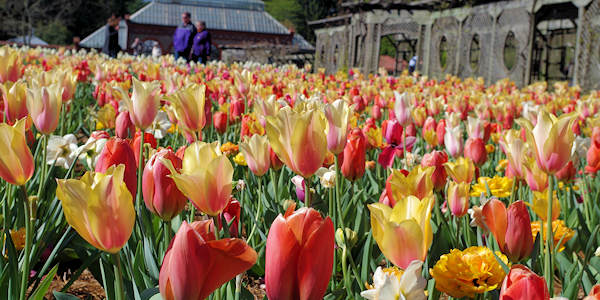 Tulips at Biltmore