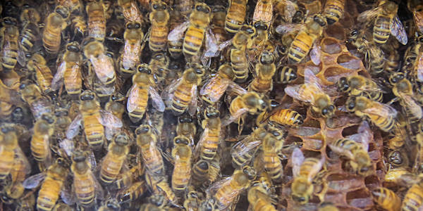 Honey Bee Farm NC