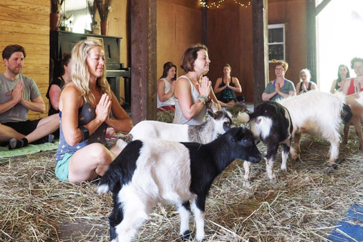 Franny's Farm Goat Yoga