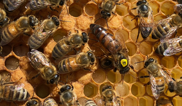 Killer Bees Honey